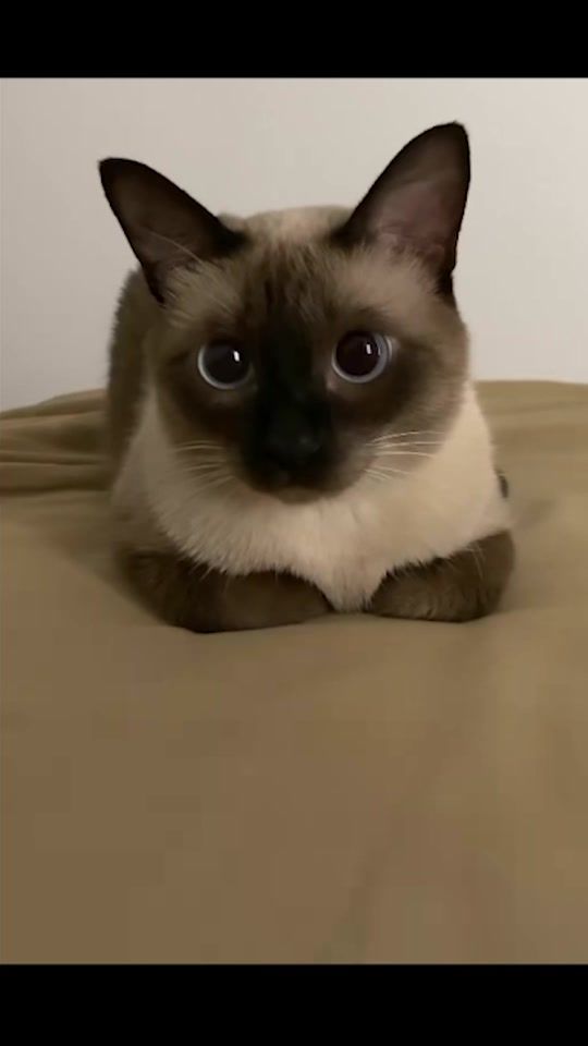 TikTok video thumbnail by cflolyyqq