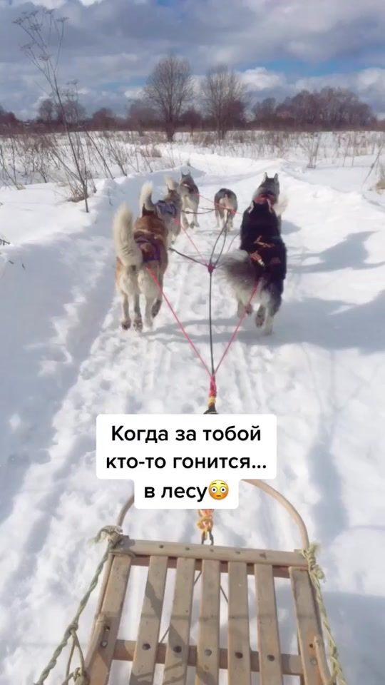 TikTok video thumbnail by huskyfermaliliant