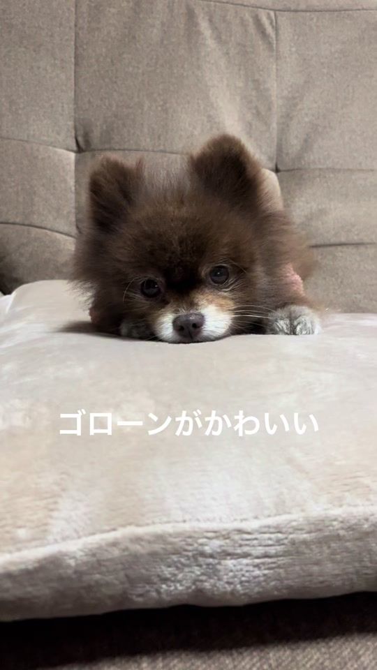 TikTok video thumbnail by pome__2