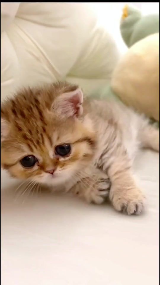 TikTok video thumbnail by your_cutepet