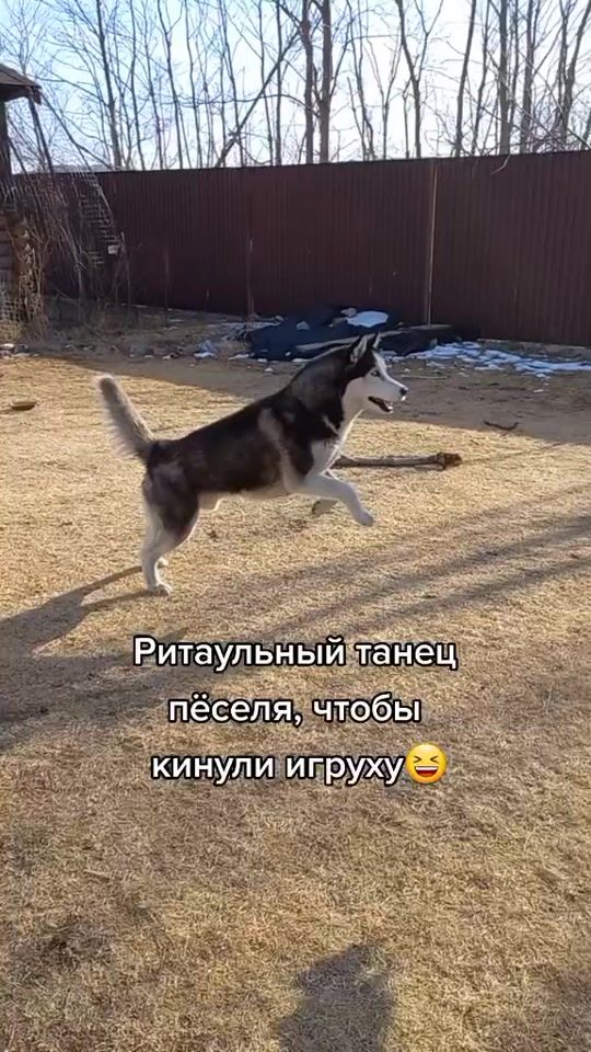 TikTok video thumbnail by mizgir_1