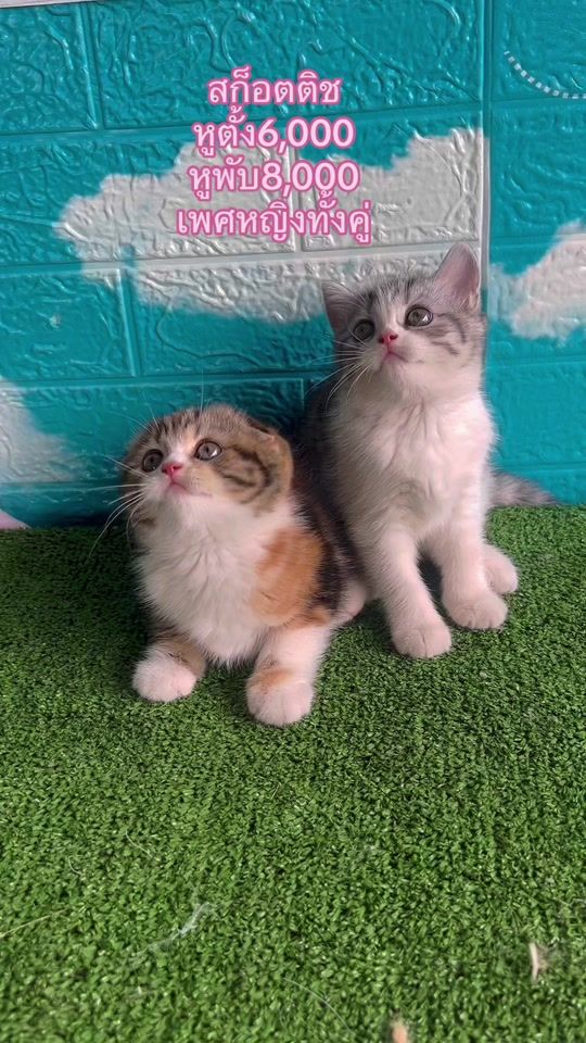 TikTok video thumbnail by cat_udonfarm