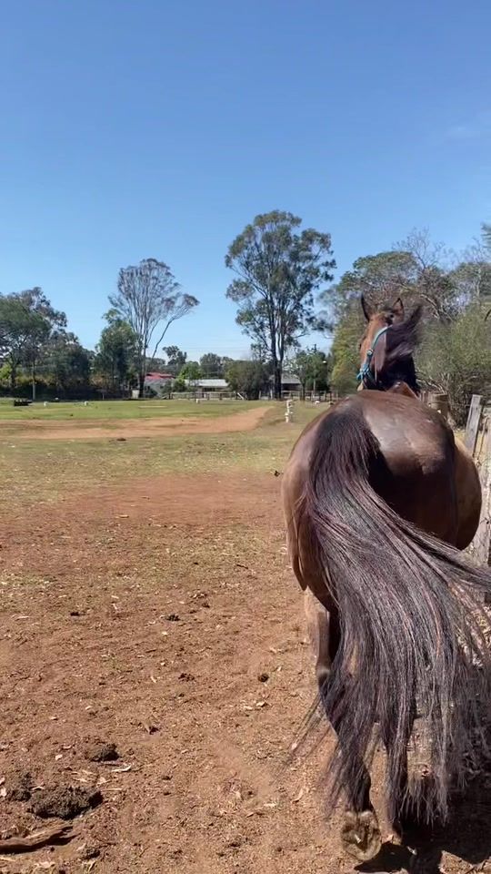 TikTok video thumbnail by equine_maverick