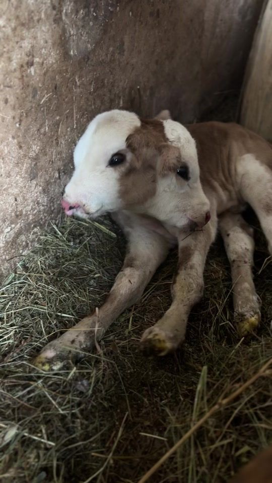 TikTok video thumbnail by twoheaded.calf3