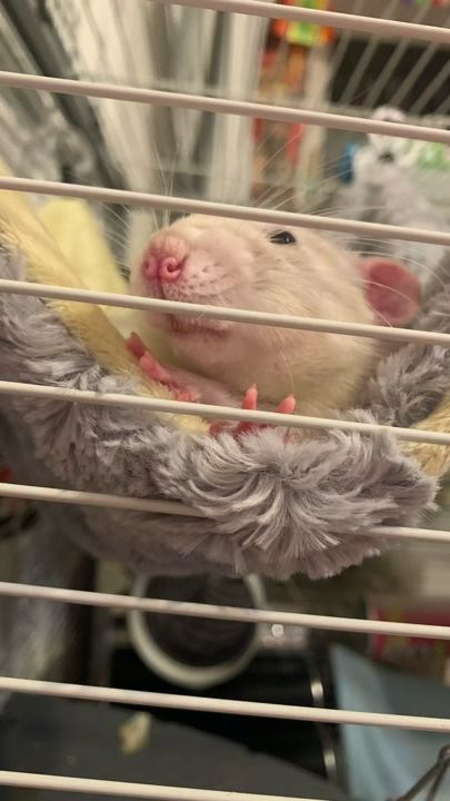 TikTok video thumbnail by rat_home_spb