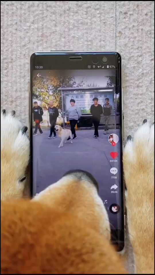 TikTok video thumbnail by shibakoma