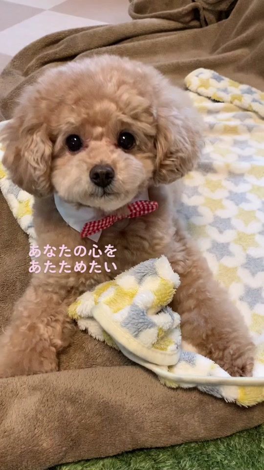 TikTok video thumbnail by iamchiffon