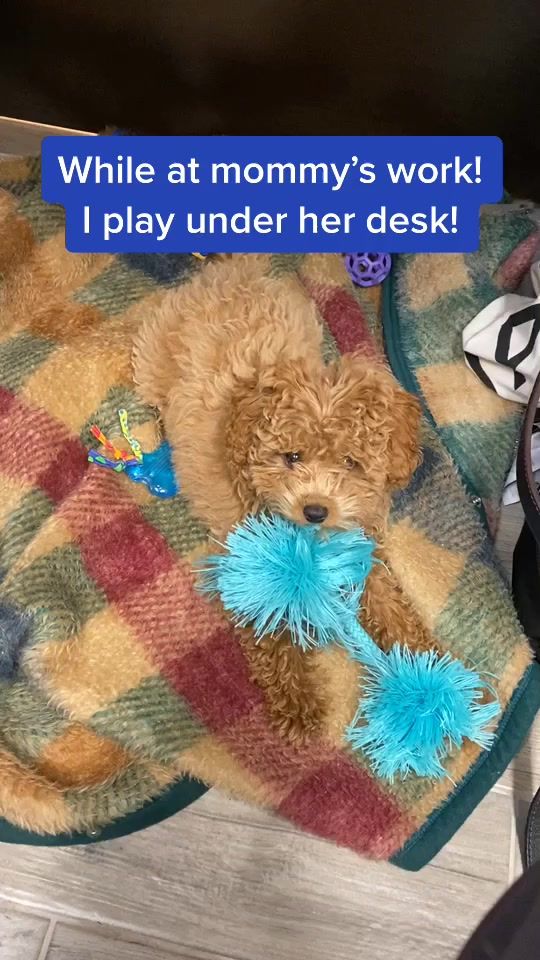TikTok video thumbnail by moka_goldendoodle