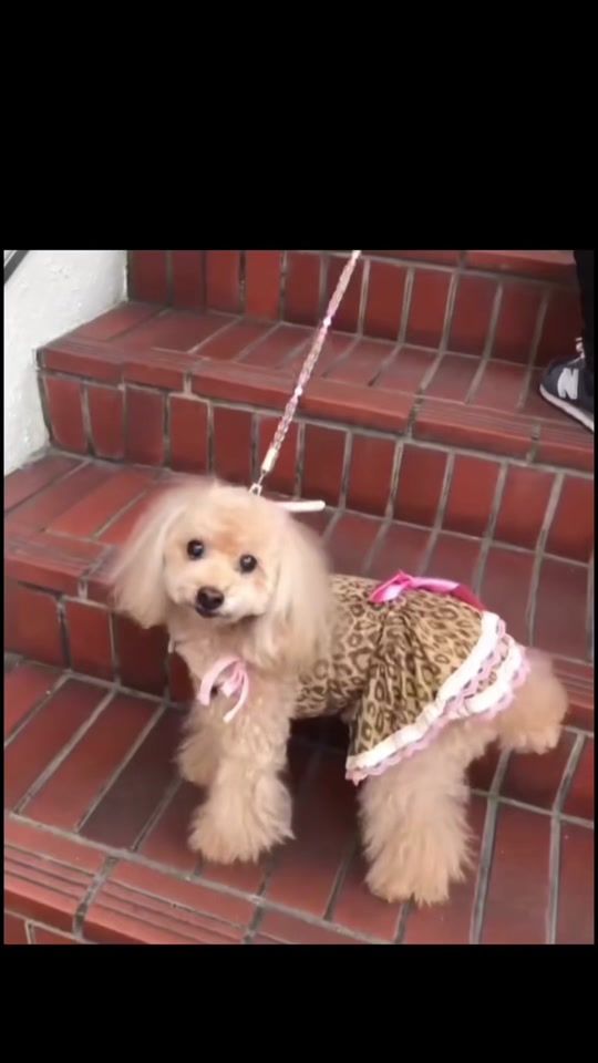 TikTok video thumbnail by popomiii_tiktok_7517
