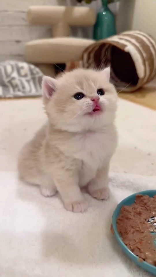 TikTok video thumbnail by ai201062m27