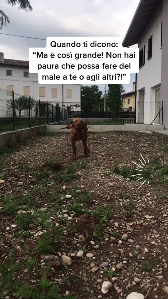 TikTok video thumbnail by un.vizsla.due.gatte