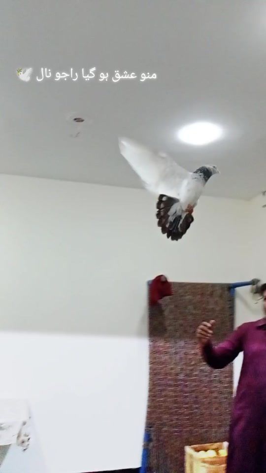 TikTok video thumbnail by m.ibrahim4113