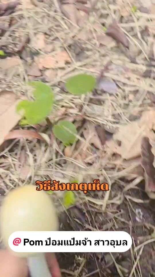 TikTok video thumbnail by khamsantu