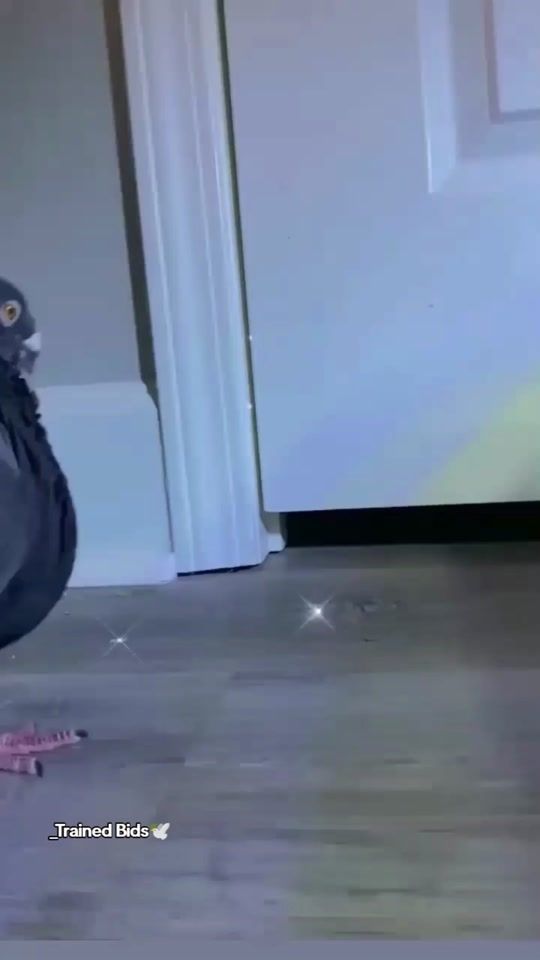 TikTok video thumbnail by hellaluddin226