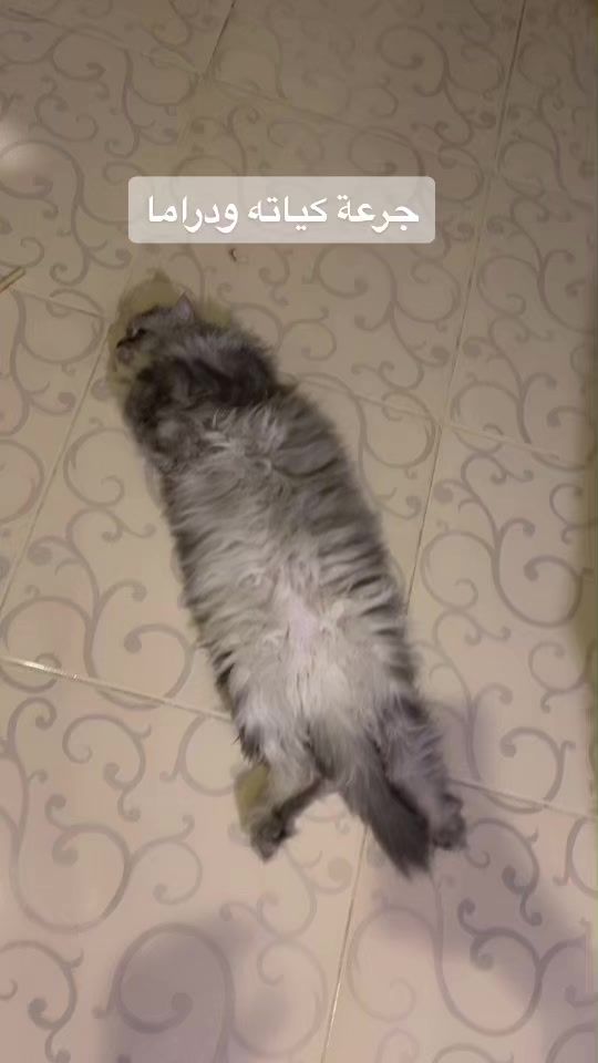 TikTok video thumbnail by solarthekitty