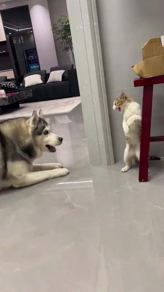 TikTok video thumbnail by xaskitusa