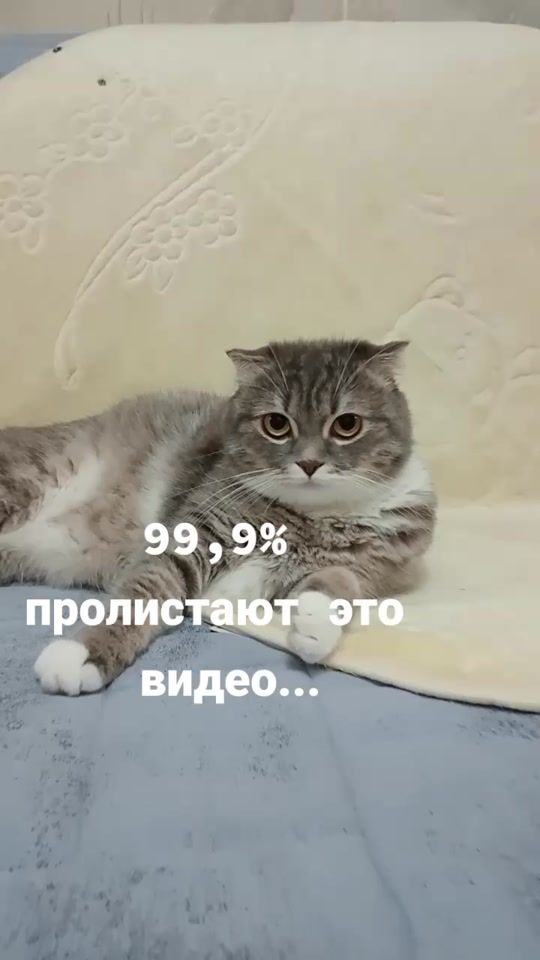 TikTok video thumbnail by cat_sessi