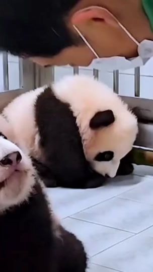 TikTok video thumbnail by pandafubao720