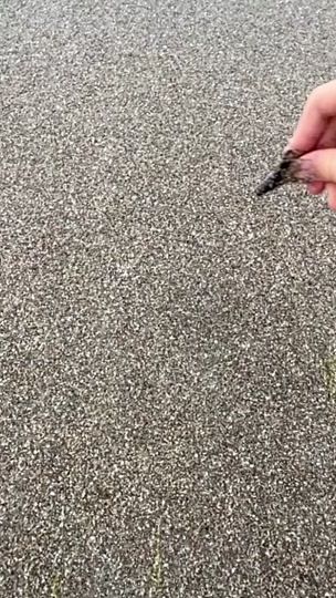 TikTok video thumbnail by lenaschabacker