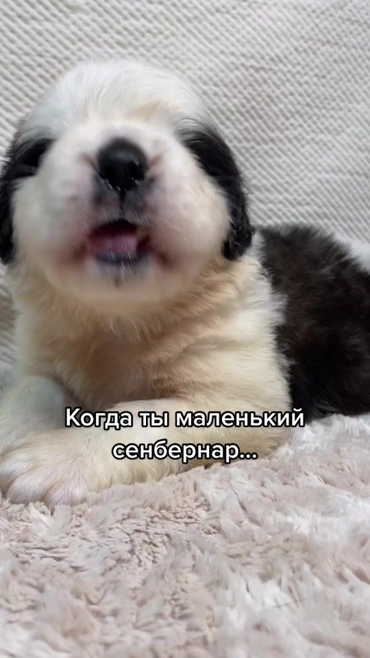 TikTok video thumbnail by amirasplatinum