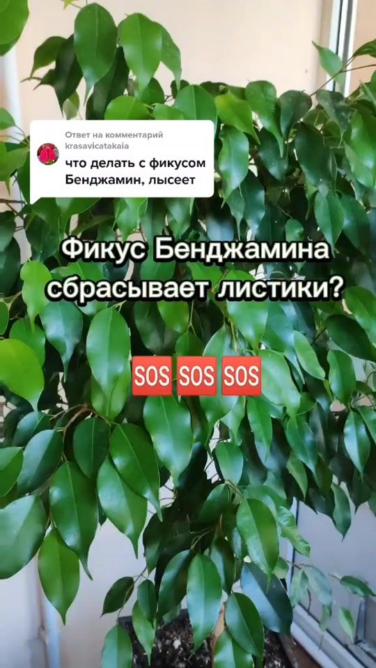TikTok video thumbnail by pro.tzvetok