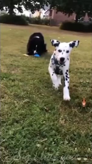 TikTok video thumbnail by _edits_animals1