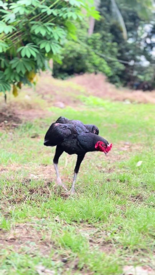 TikTok video thumbnail by silasuwan_farm