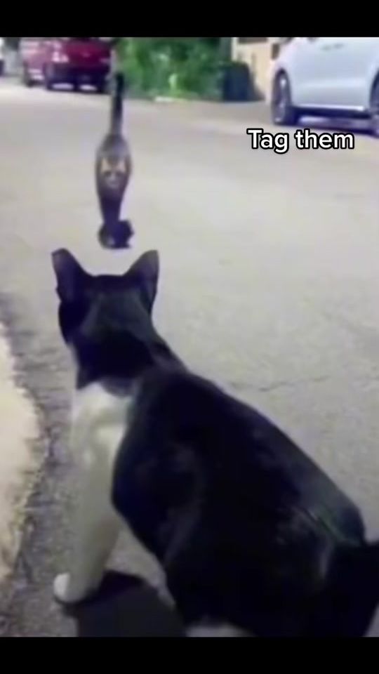 TikTok video thumbnail by simphub34641