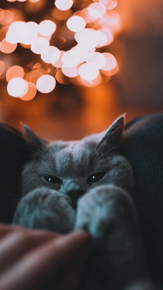 TikTok video thumbnail by lyothecat