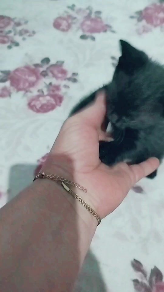 TikTok video thumbnail by egenazli