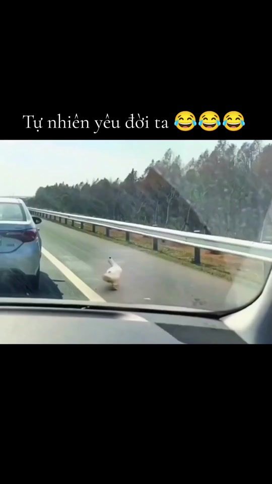 TikTok video thumbnail by dangyeu1chut