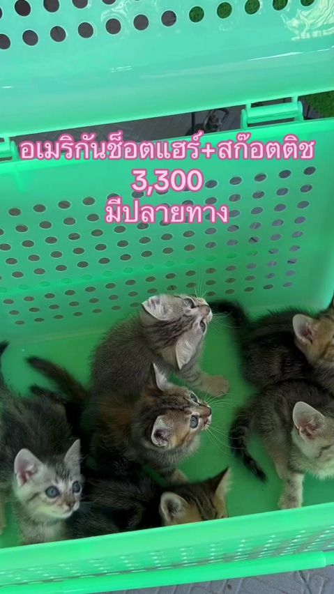 TikTok video thumbnail by cat_udonfarm