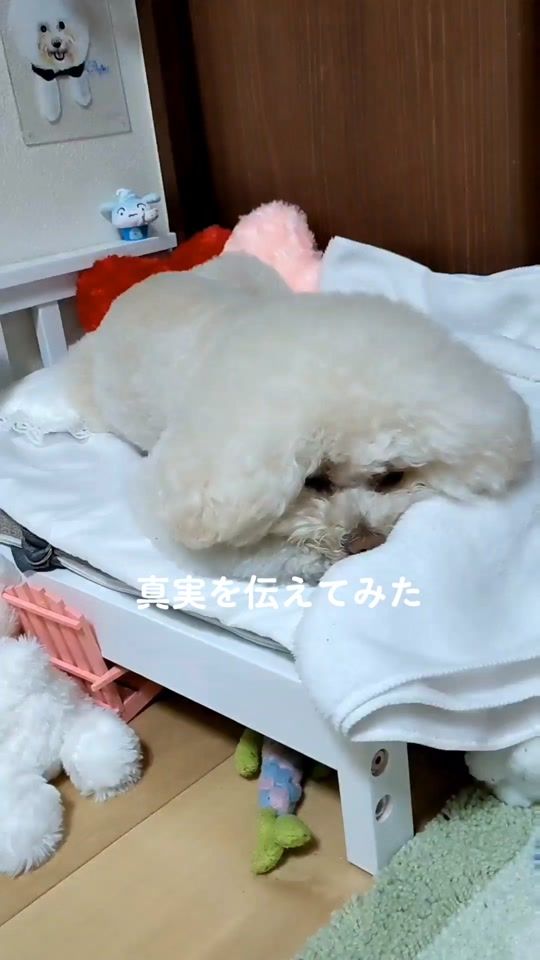 TikTok video thumbnail by pupuch0114