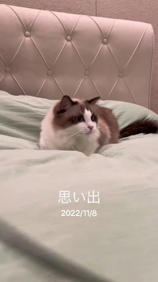 TikTok video thumbnail by 11.20macaron