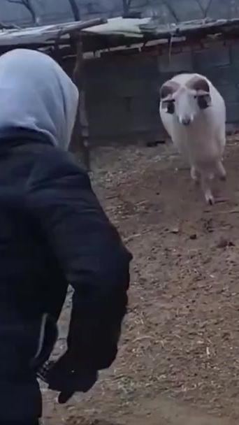 TikTok video thumbnail by yingmi