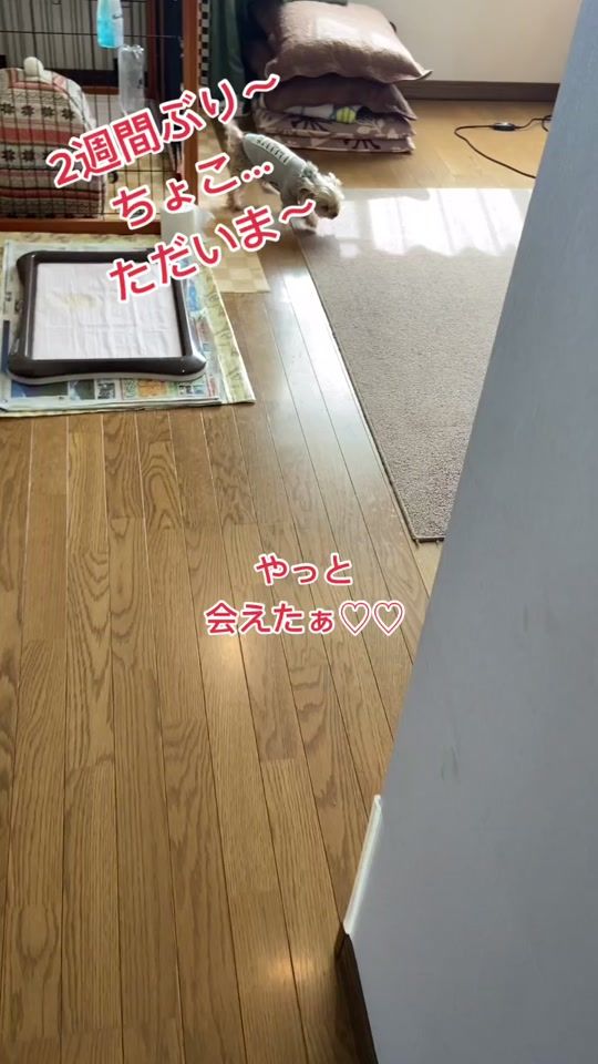 TikTok video thumbnail by lala.3148