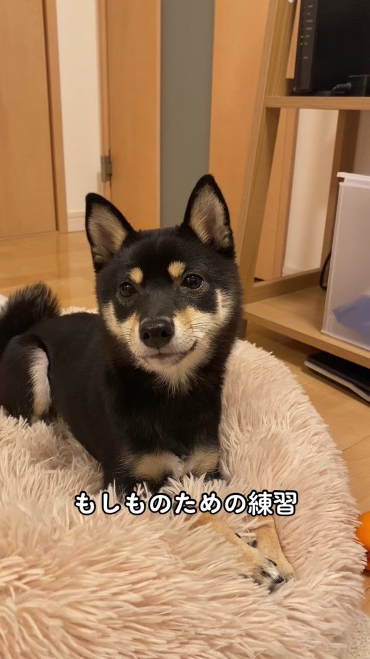 TikTok video thumbnail by gomashiba_1108