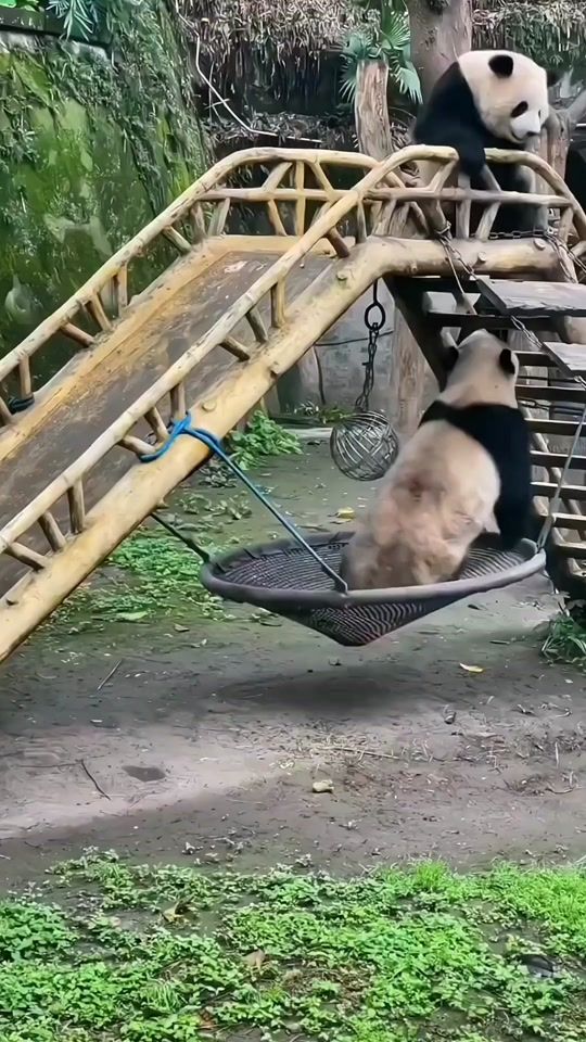 TikTok video thumbnail by funny_wu1