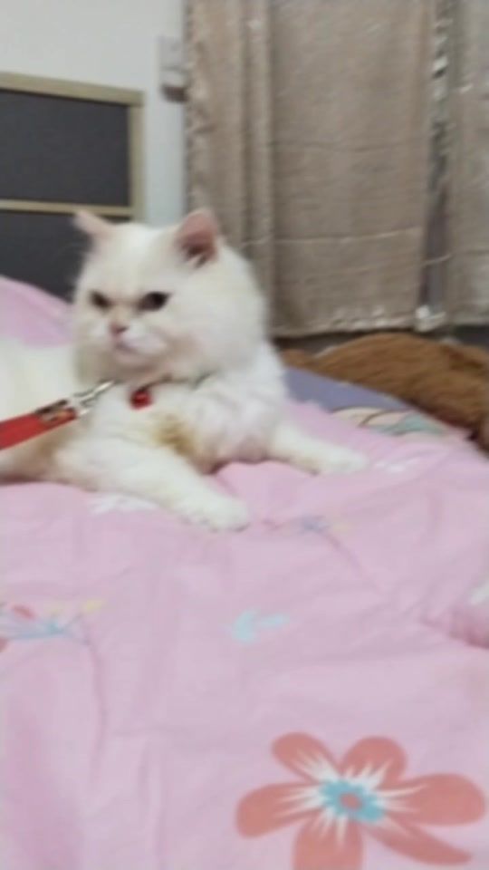 TikTok video thumbnail by aek249924