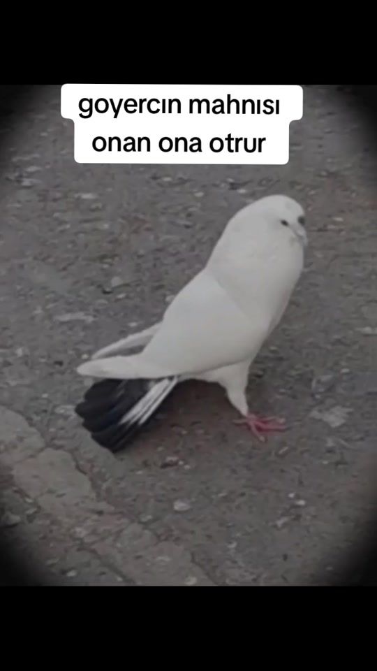 TikTok video thumbnail by youtubeeldar