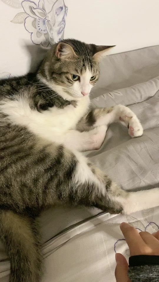 TikTok video thumbnail by therealmeowi