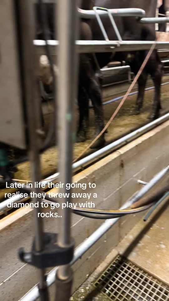 TikTok video thumbnail by nzfarming124
