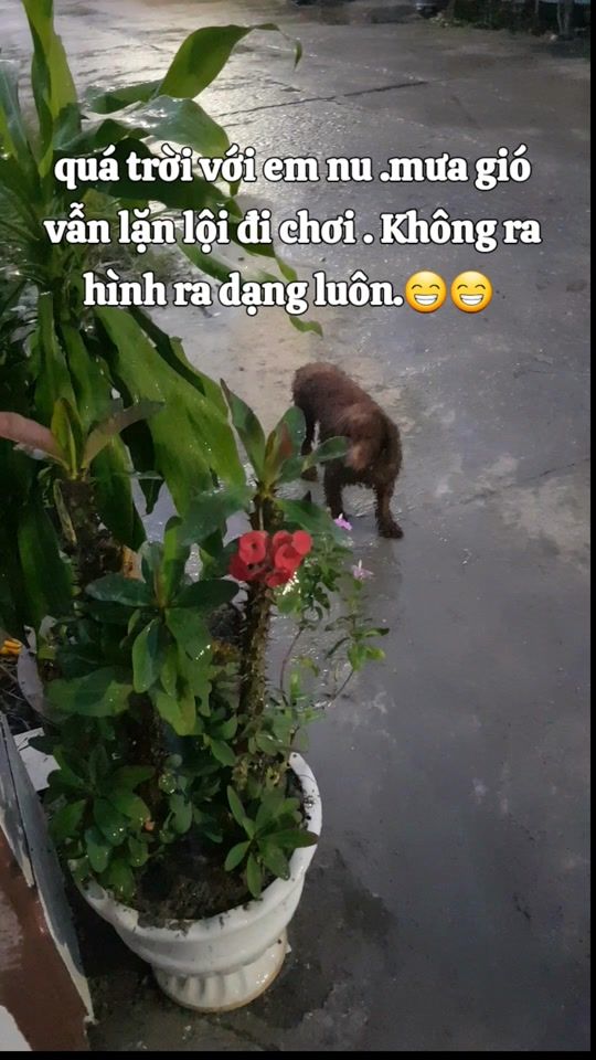 TikTok video thumbnail by tranthibichthuy77