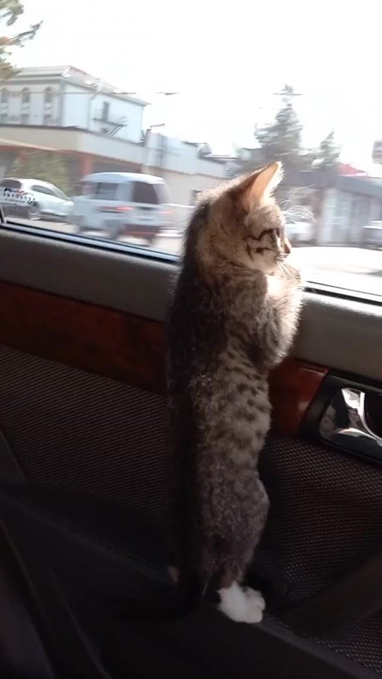 TikTok video thumbnail by izumrudka_1191