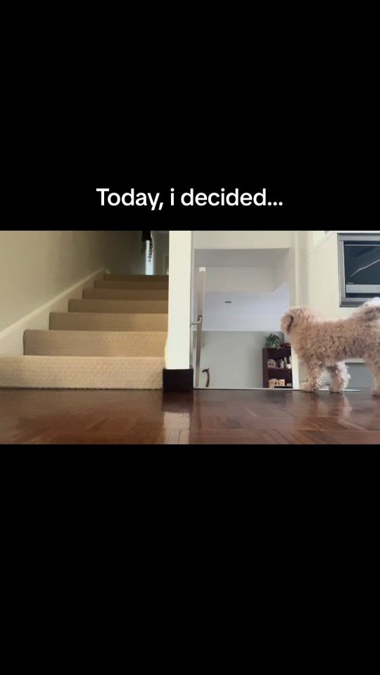 TikTok video thumbnail by chachi.sherri