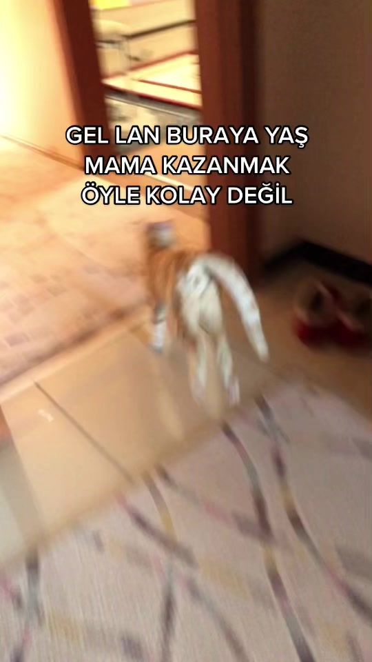 TikTok video thumbnail by evetbenkedi