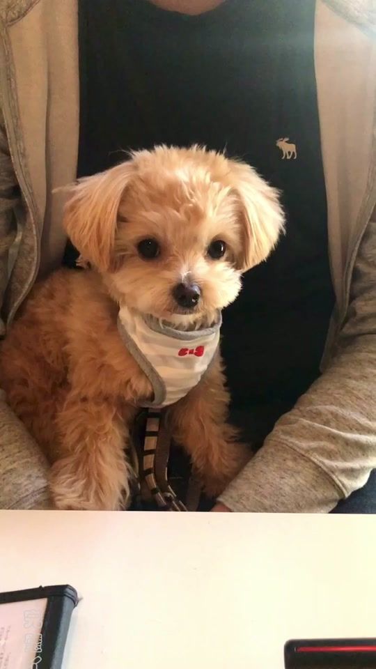 TikTok video thumbnail by chihuapoo.tororo