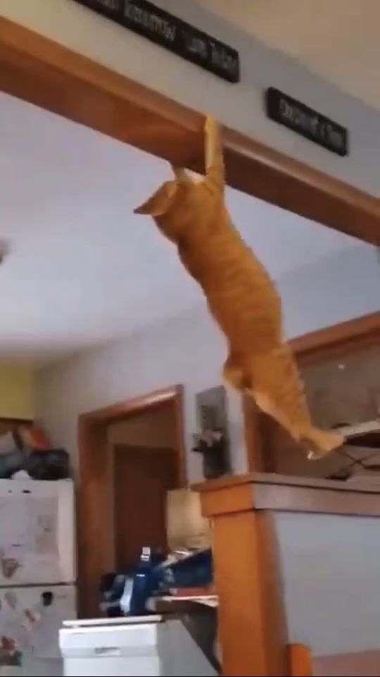 TikTok video thumbnail by mickykardashian