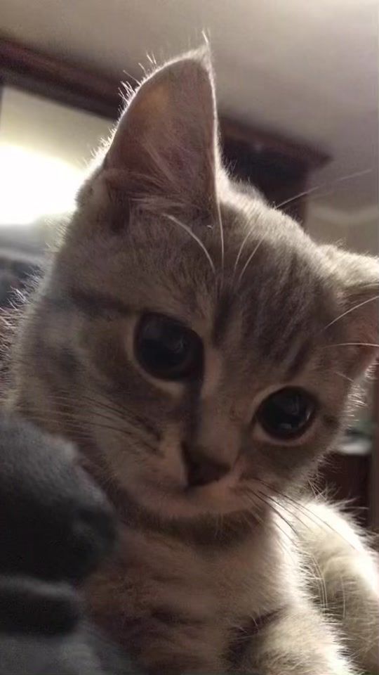 TikTok video thumbnail by cutepetallday