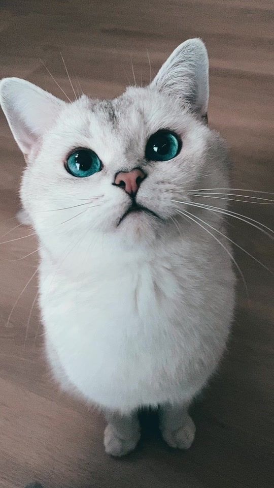 TikTok video thumbnail by lyothecat